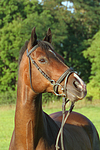 Warmblut Portrait / warmblood portrait