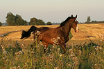 galoppierender Holsteiner / galloping Holsteiner