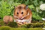 Goldhamster / golden hamster