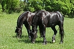 grasende Friesen / grazing friesian horses