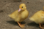 junge Warzenente / young muscovy duck