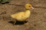 junge Warzenente / young muscovy duck