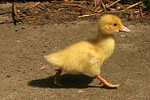 junge Warzenente / young muscovy duck