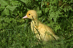 junge Warzenente / young muscovy duck