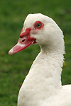 Warzenente / muscovy duck