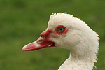 Warzenente / muscovy duck