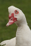 Warzenente / muscovy duck