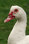 Warzenente / muscovy duck