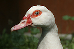 Warzenente / muscovy duck