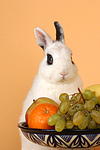 Zwergkaninchen / dwarf rabbit