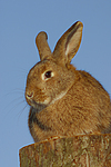 Kaninchen / bunny