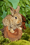 junges Zwergkaninchen / young dwarf rabbit