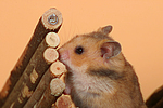 Goldhamster / golden hamster