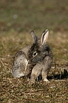 Löwenköpfchen / lion-headed rabbit