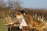 Parson Russell Terrier und Widderkaninchen / prt and bunny