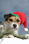 Parson Russell Terrier zu Weihnachten / PRT at christmas