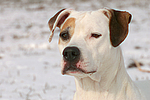 American Staffordshire Terrier Portrait