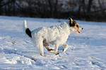 Parson Russell Terrier rennt durch den Schnee / PRT running through snow