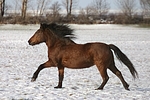 Isländer / icelandic horse