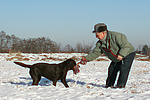 Labrador Retriever