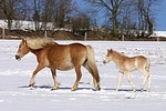 Haflinger / haflinger horses