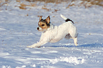 Parson Russell Terrier rennt durch den Schnee / prt running through snow