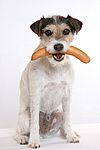 Parson Russell Terrier