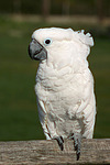 Kakadu / cockatoo