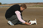 Parson Russell Terrier Welpe / parson russell terrier puppy