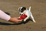 Parson Russell Terrier Welpe / parson russell terrier puppy