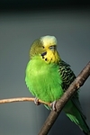 Wellensittich / budgie