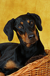 Dobermann Portrait / Doberman Pinscher Portrait