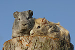 Meerschweinchen / guninea pigs