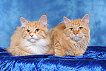 Sibirische Katzen / siberian cats