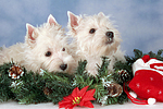 West Highland White Terrier Welpen / West Highland White Terrier Puppies