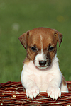 Jack Russell Terrier Welpe / jack russell terrier puppy