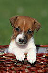 Jack Russell Terrier Welpe / jack russell terrier puppy