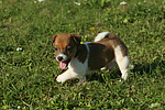 Jack Russell Terrier Welpe / jack russell terrier puppy