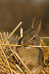 Zwergkaninchen / dwarf rabbit