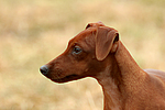 Rehpinscher / miniature pinscher