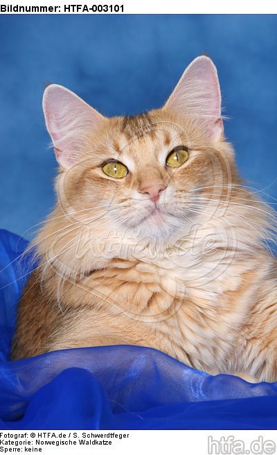Norwegische Waldkatze / norwegian forestcat / HTFA-003101