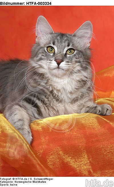 Norwegische Waldkatze / norwegian forestcat / HTFA-003334