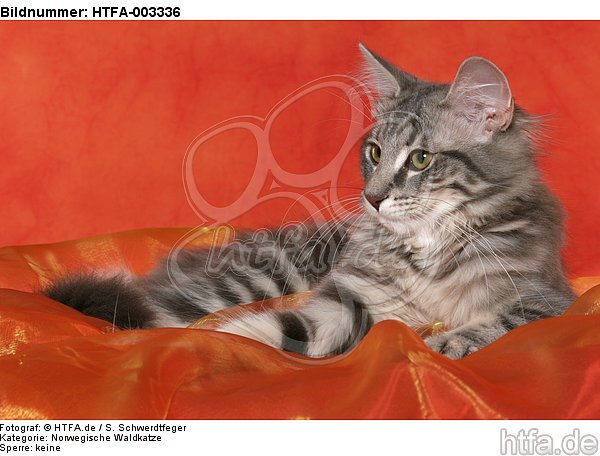 Norwegische Waldkatze / norwegian forestcat / HTFA-003336