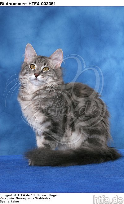 Norwegische Waldkatze / norwegian forestcat / HTFA-003351