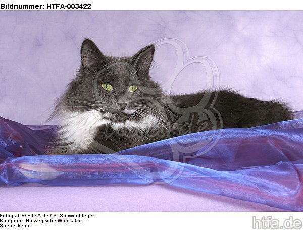 Norwegische Waldkatze / norwegian forestcat / HTFA-003422