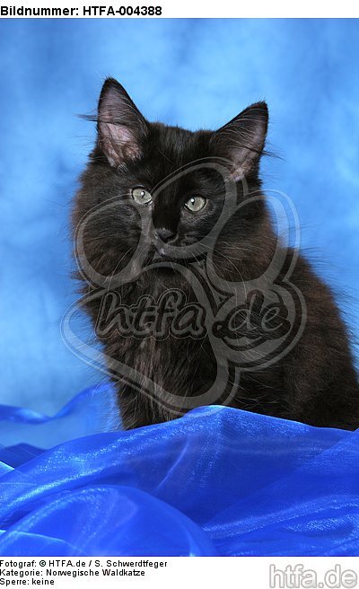 Norwegische Waldkatze Kätzchen / norwegian forestcat kitten / HTFA-004388