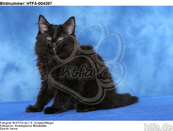 Norwegische Waldkatze Kätzchen / norwegian forestcat kitten / HTFA-004397