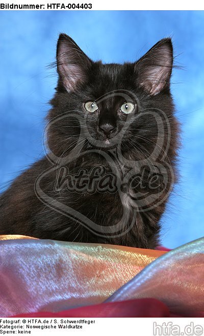 Norwegische Waldkatze Kätzchen / norwegian forestcat kitten / HTFA-004403