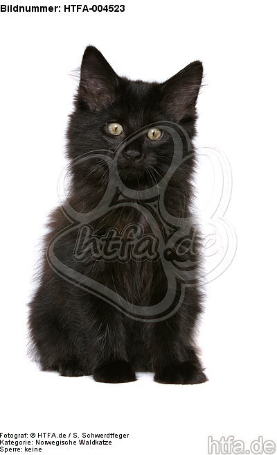 Norwegische Waldkatze Kätzchen / norwegian forestcat kitten / HTFA-004523