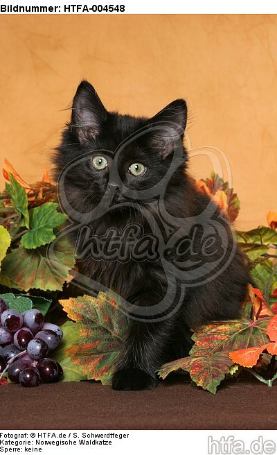 Norwegische Waldkatze Kätzchen / norwegian forestcat kitten / HTFA-004548